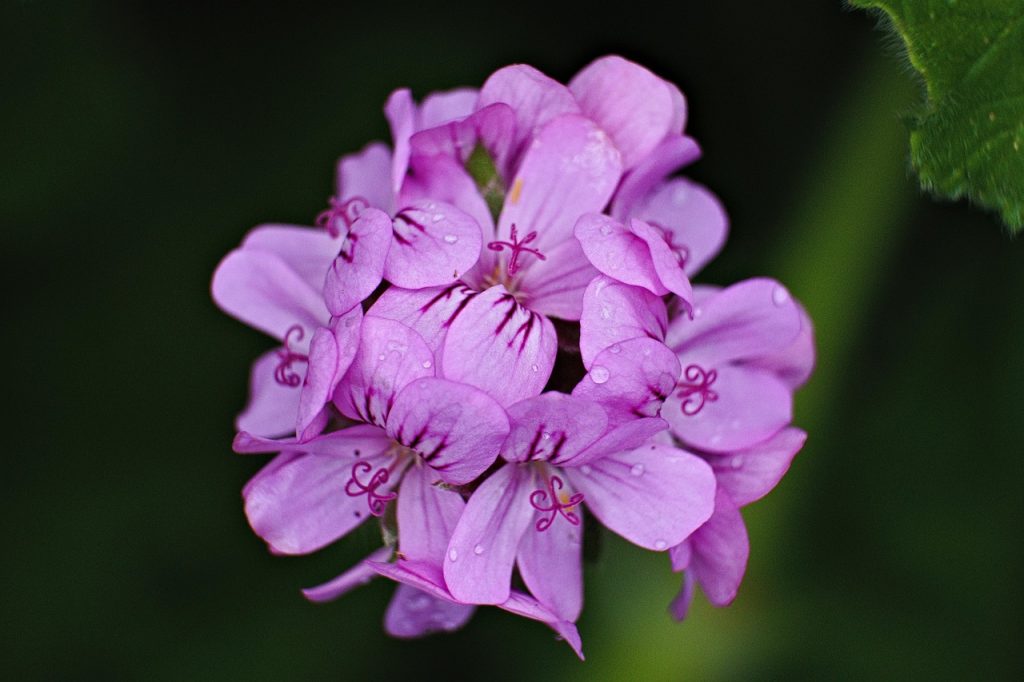 flower, geranium, leaves, nature, macro, beautiful flowers, colorful, flower background, green, fresh, flower wallpaper, rain, purple