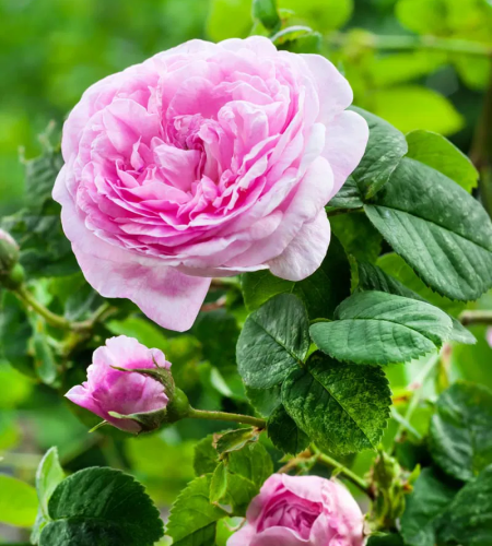 Rose Centifolia