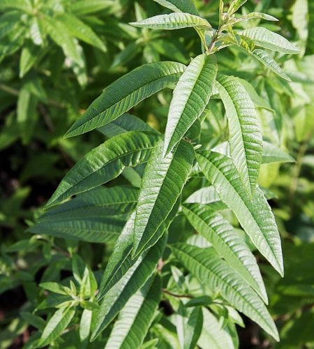 lemon verbena, herbs, plant, hortipendium, edible, nature, food, seasoning