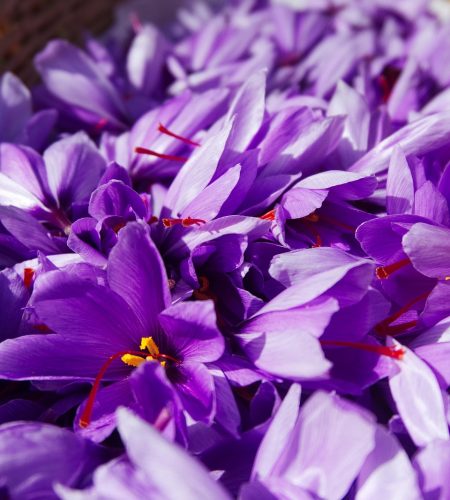 saffron, crocus sativus, harvest, flowers of saffron, nature, fall, flower wallpaper, beautiful flowers, flower background, spice, flowers